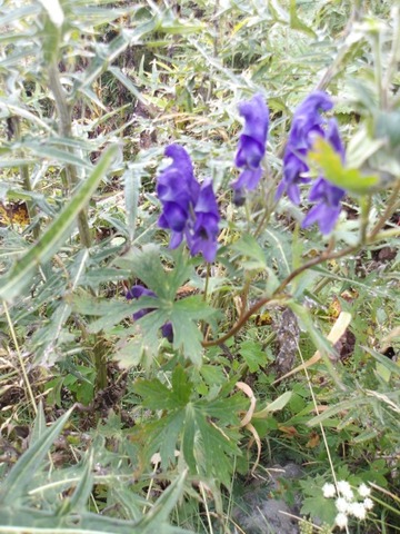 100_0235 (カスタム)