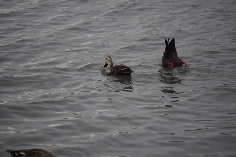 IMGP0788 (640x427)