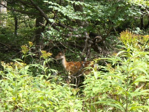 100_0242 (カスタム)