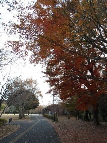 100_0138 (カスタム)