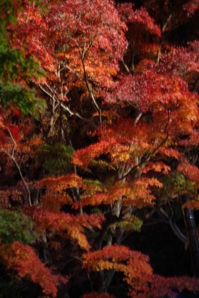 IMGP2938 (カスタム)