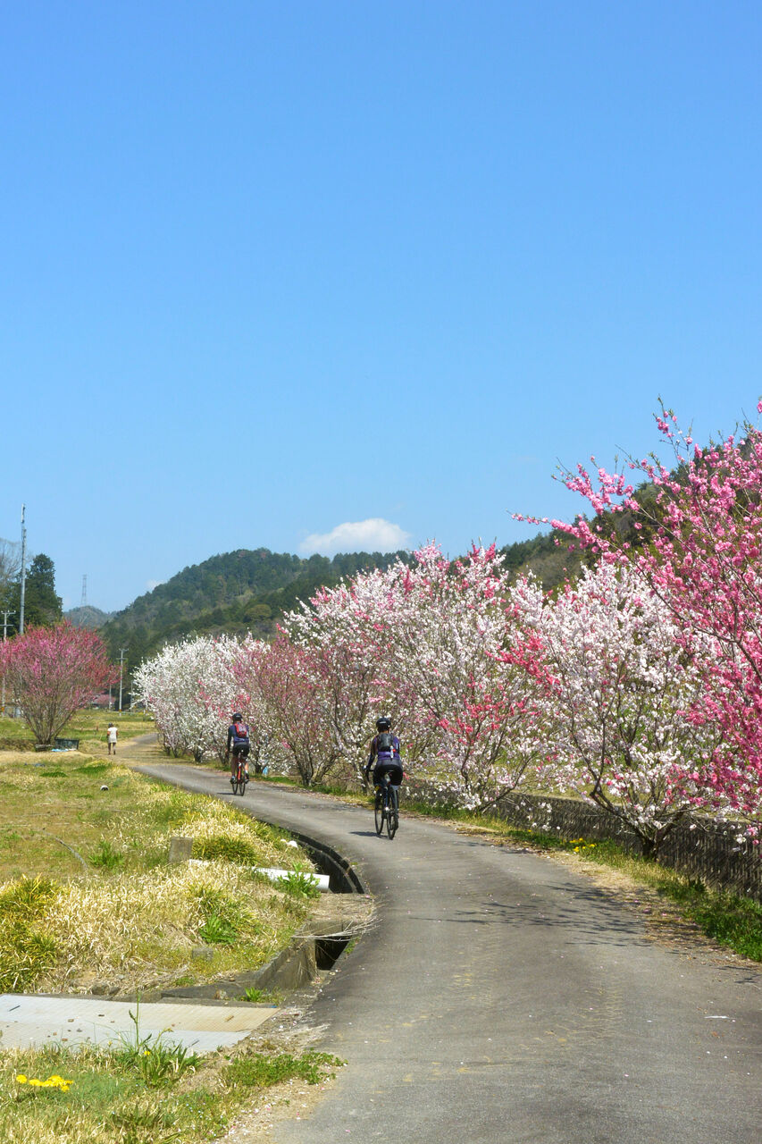 里山の川べりに咲く花桃 里山からこんにちは