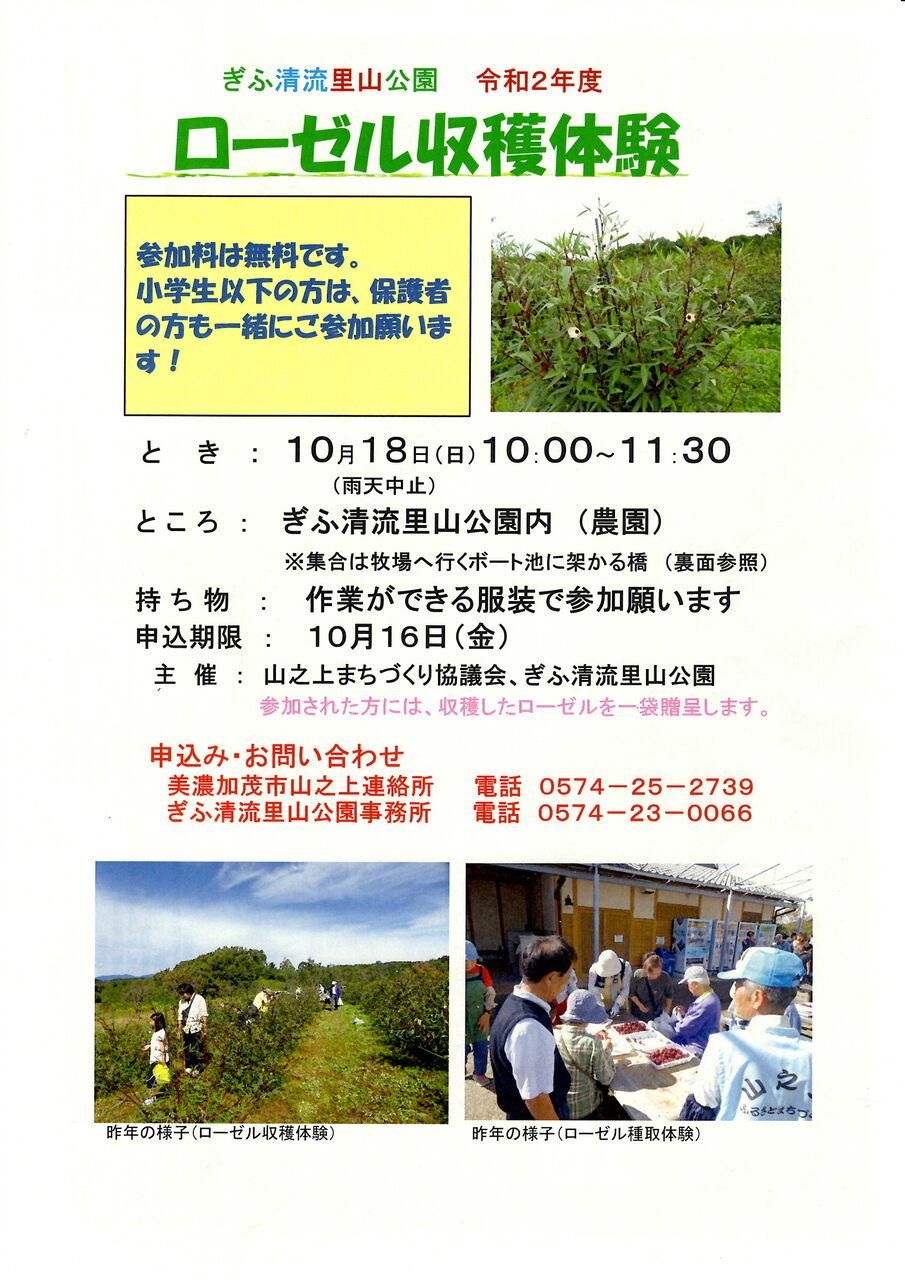 ぎふ清流里山公園 ローゼルの収穫と種抜き 山之上まちづくり協議会