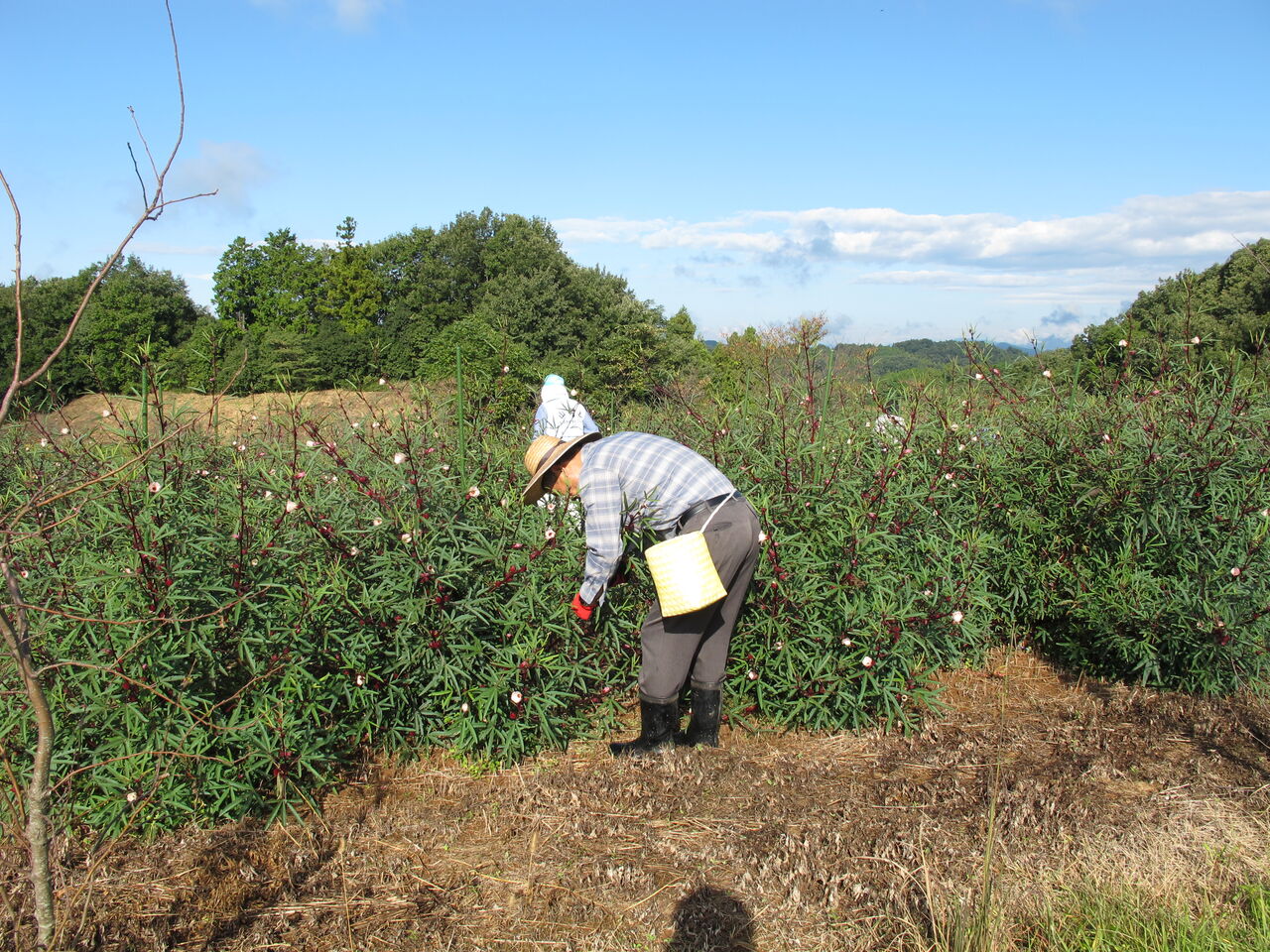 ぎふ清流里山公園 ローゼルの収穫と種抜き 山之上まちづくり協議会