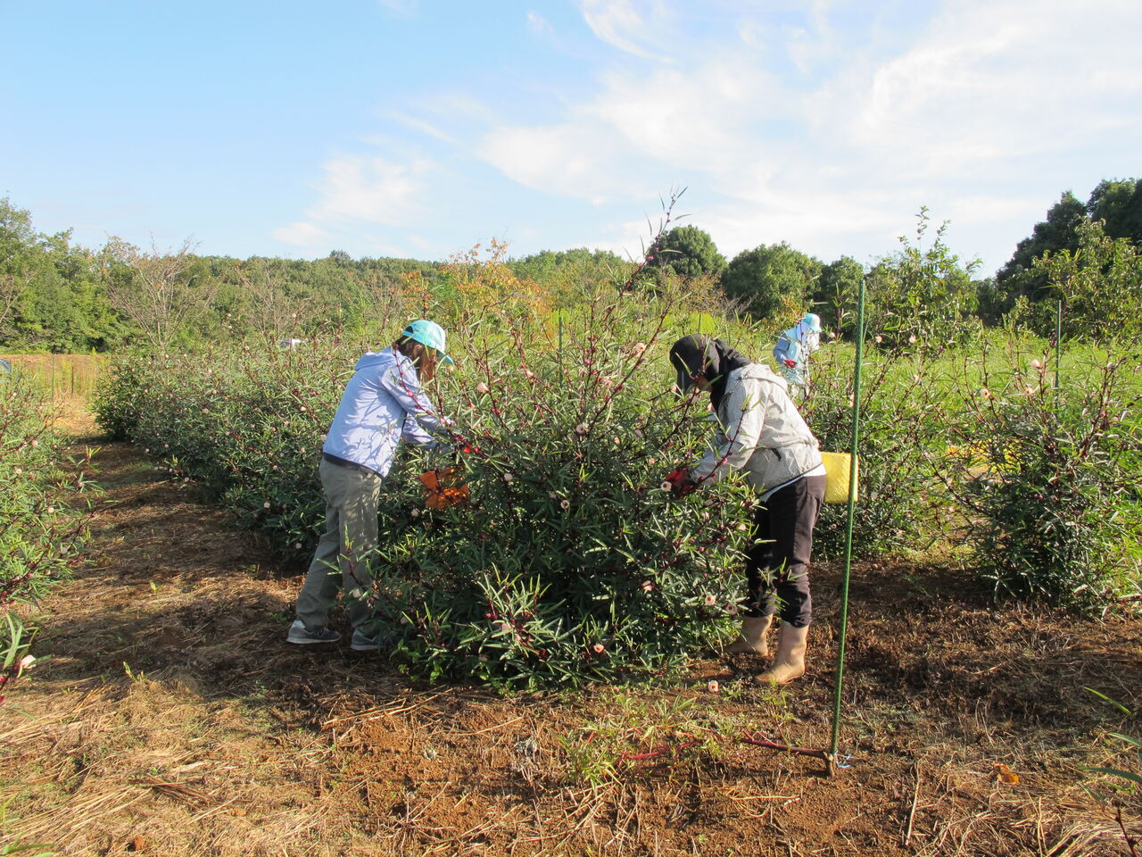 ぎふ清流里山公園 ローゼルの収穫と種抜き 山之上まちづくり協議会