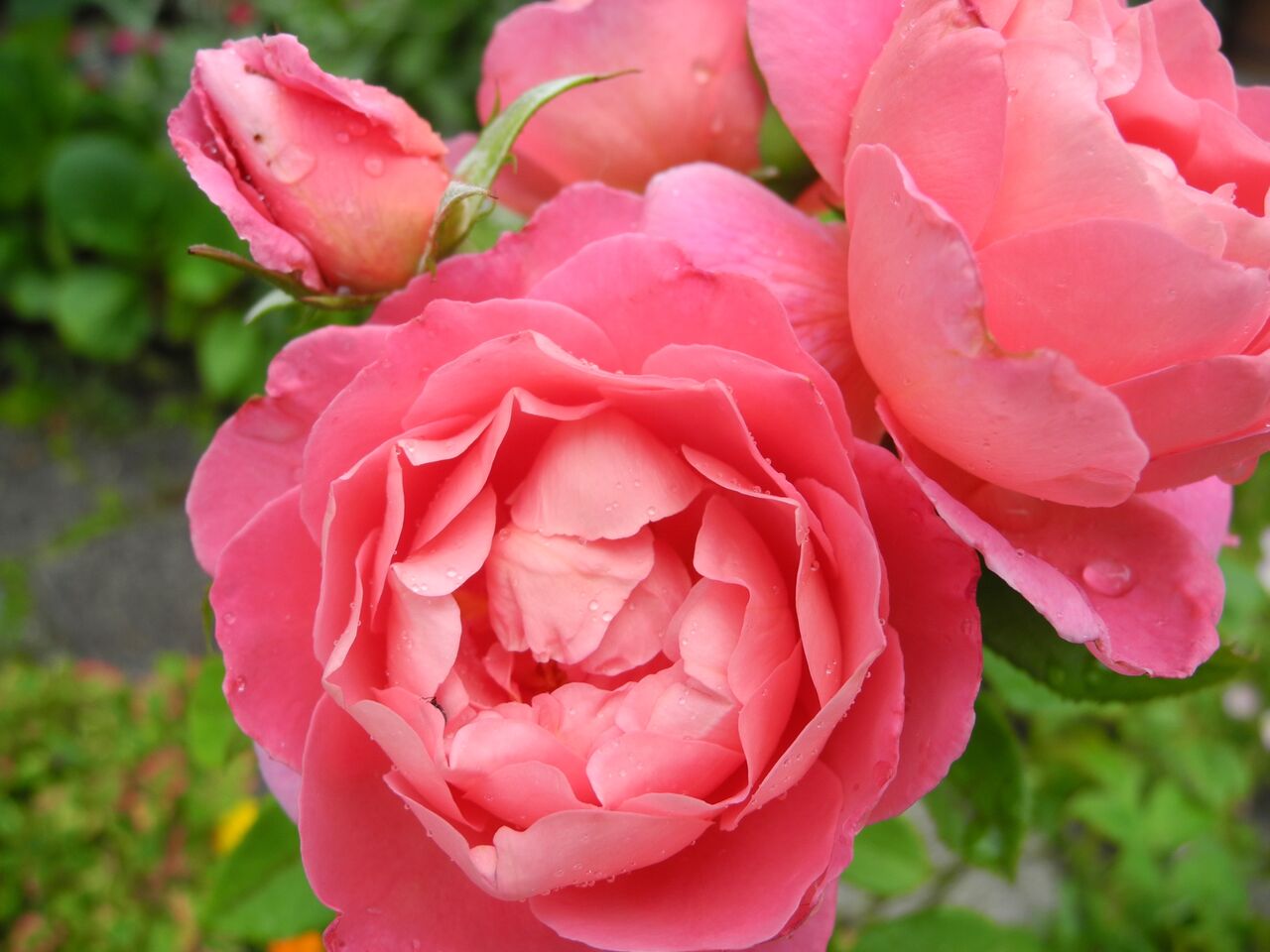庭のフラゴナールなど１２品種 バラ園のバラと庭の花