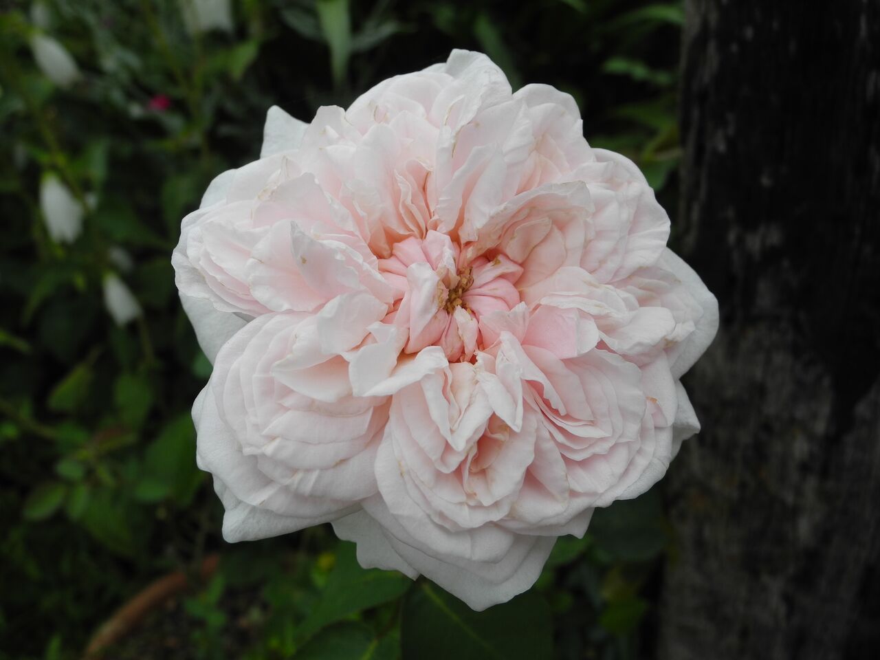 フラゴナールなど１２種 バラ園のバラと庭の花