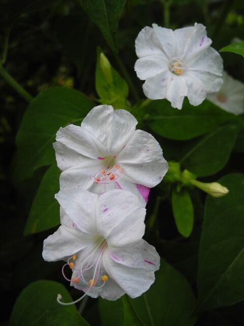 オシロイバナと斑入りヤブラン バラ園のバラと庭の花