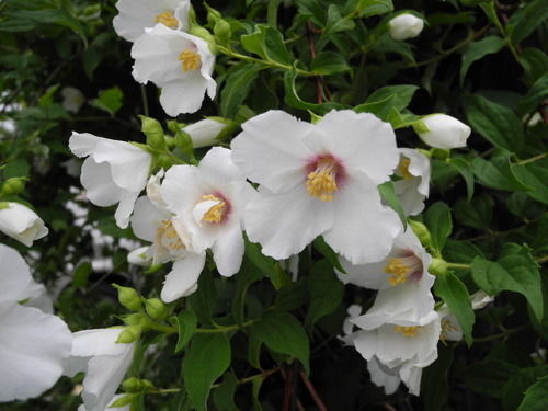 バイカウツギ ベル エトワール バラ園のバラと庭の花