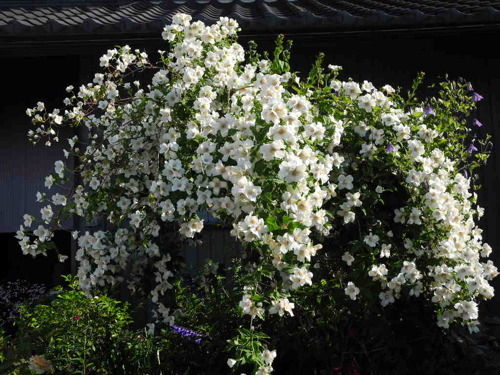 バイカウツギ ベル エトワール バラ園のバラと庭の花