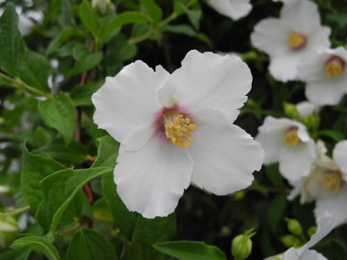 バイカウツギ ベル エトワール バラ園のバラと庭の花