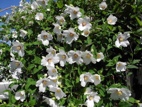 バイカウツギ ベル エトワール バラ園のバラと庭の花