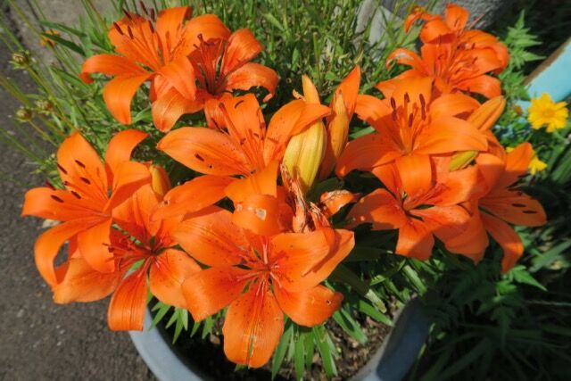 スカシユリ オレンジピクシー バラ園のバラと庭の花