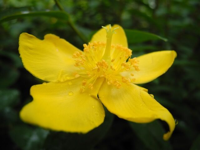 大輪キンシバイ ヒペリカム ヒドコート バラ園のバラと庭の花