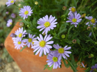 ノコンギクなど４種 バラ園のバラと庭の花