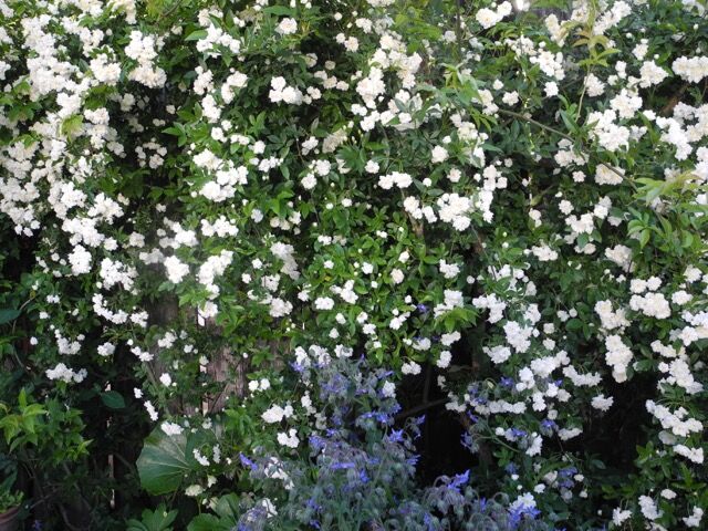 白モッコウバラ ロサ バンクシアエ アルバと八重コデマリ バラ園のバラと庭の花