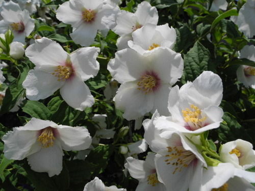 バイカウツギ ベル エトワール バラ園のバラと庭の花