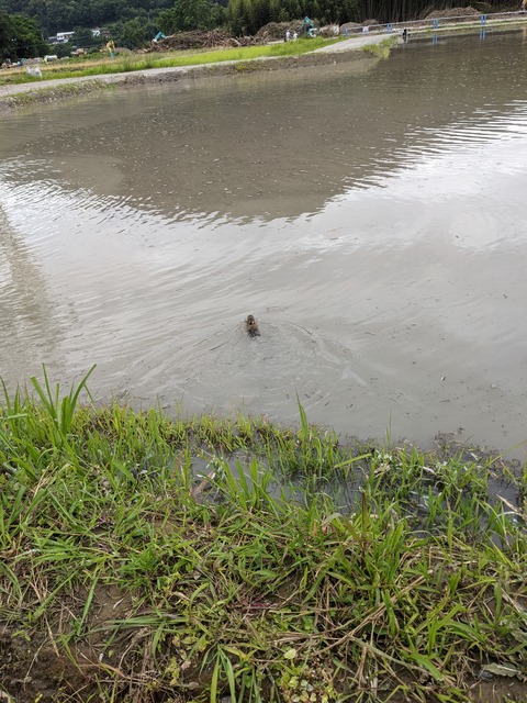 PXL_20210603_024217462