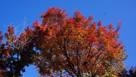 DSC04684s
