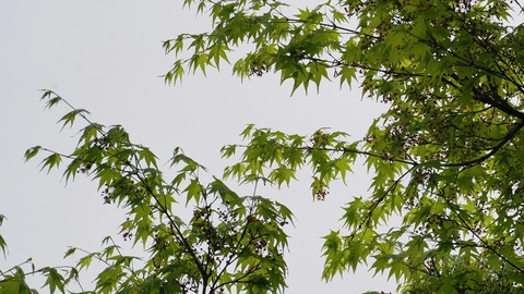 DSC03611 (1)