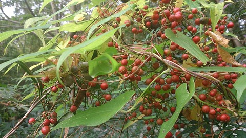 ecc853