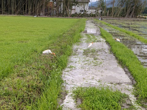 PXL_20210527_052845523