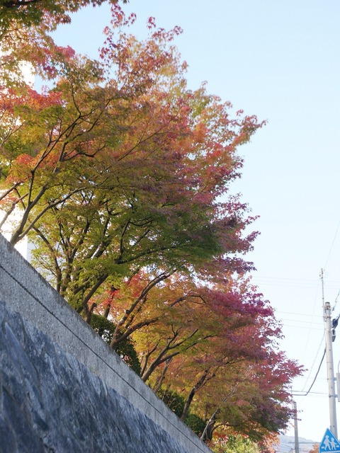 DSC04695s