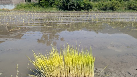 PXL_20250515_000844445