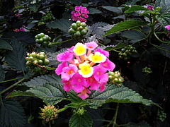 091110道端の花