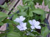 060731ベランダの花