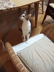 090505みーたん