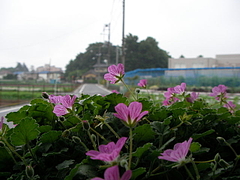 090531花