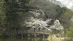 090331三宝寺池