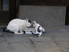 080630猫の親子
