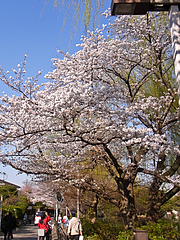 110406桜@石神井公園