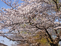 110406桜@石神井公園