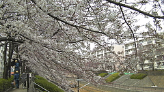 090331石神井川沿いの桜