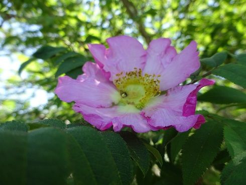 不老山 サンショウバラを観に行く すみだ山の会