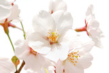 cherry-blossom_00030