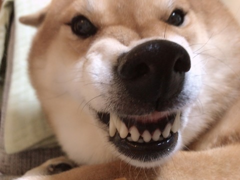 起こる柴犬