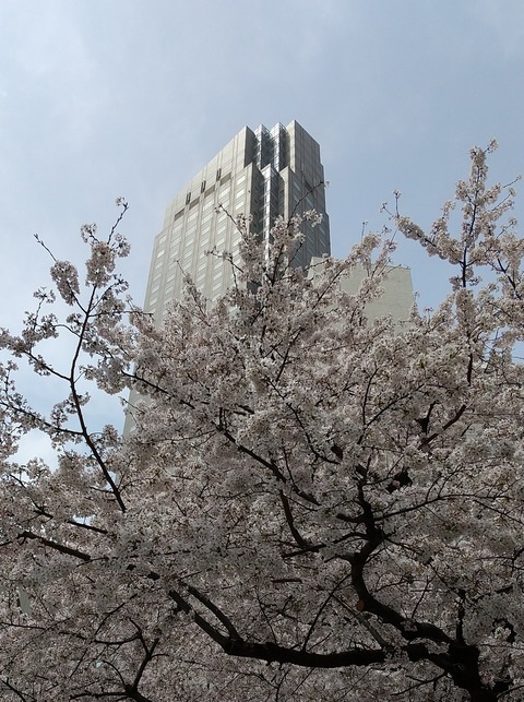 セルリアンタワー桜