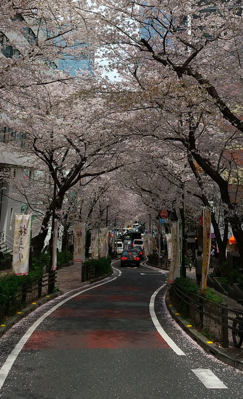 さくら坂上から