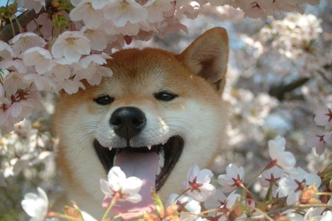 春の柴犬