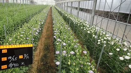 源泉かけ流し Sumikaのトルコギキョウ開発日記 B版 源泉かけ流し Sumikaのトルコギキョウ開発日記 B版