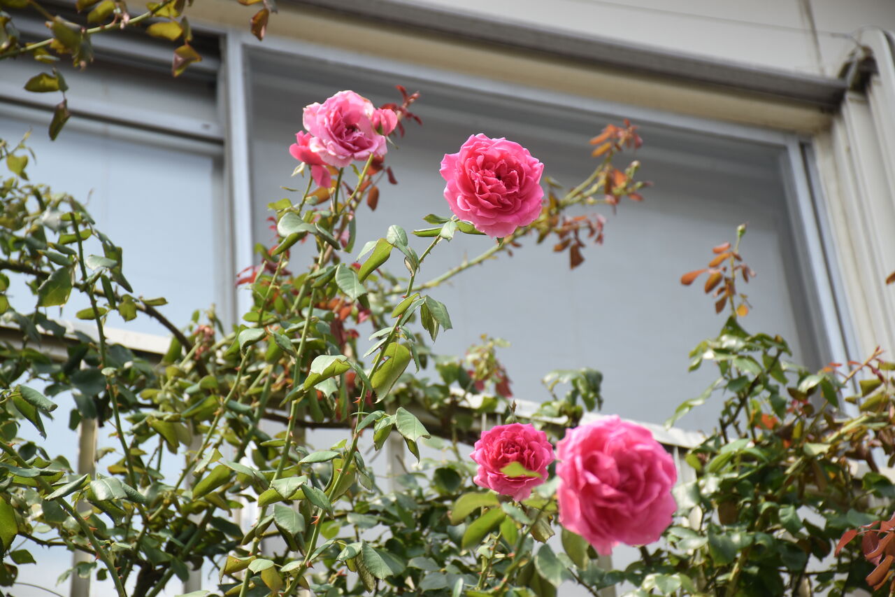 秋バラに癒されてます すみ子の小鳥が憩う手作りガーデン