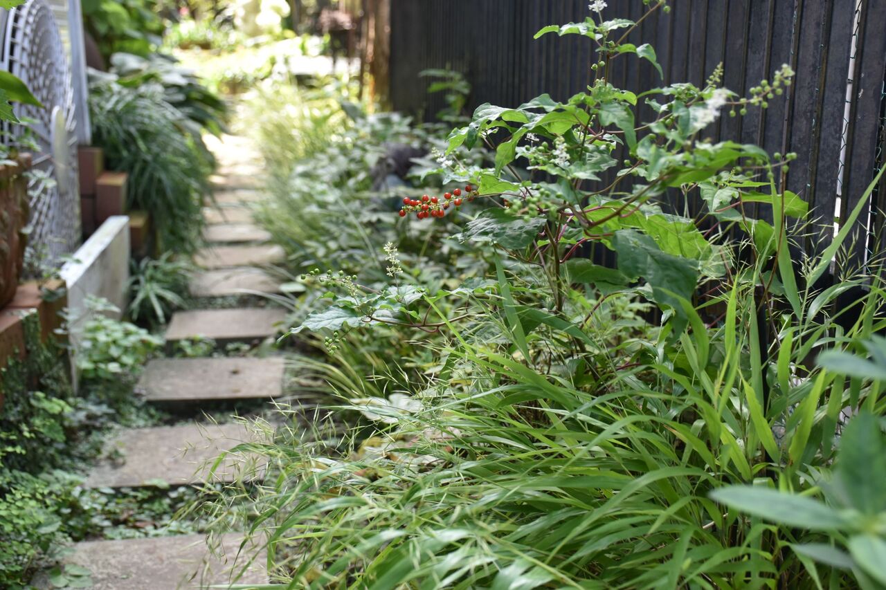 ジュズサンゴとユーパトリウム すみ子の小鳥が憩う手作りガーデン