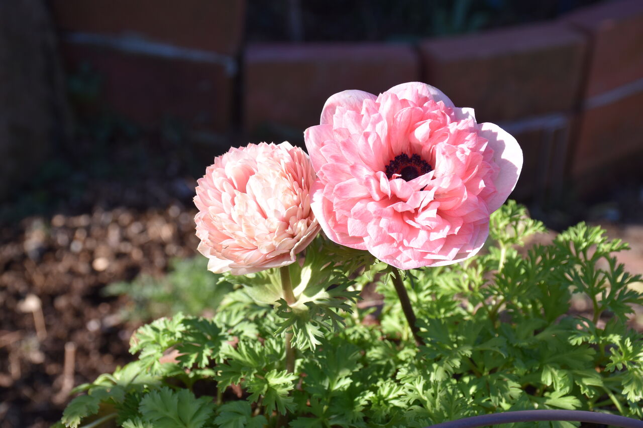 今日のアネモネ すみ子の小鳥が憩う手作りガーデン