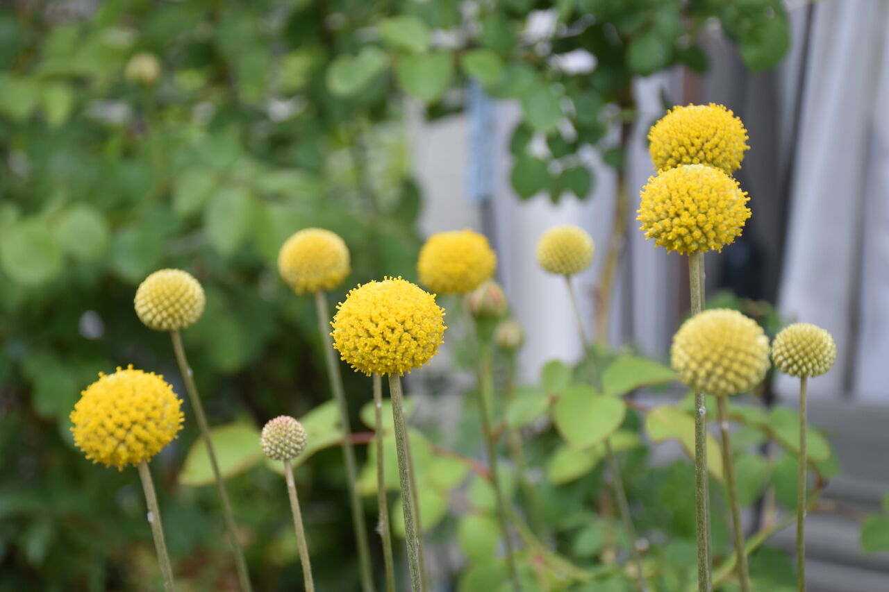 個性的なアリウムシクラムが少し開花 ココナッツのバースデー すみ子の小鳥が憩う手作りガーデン
