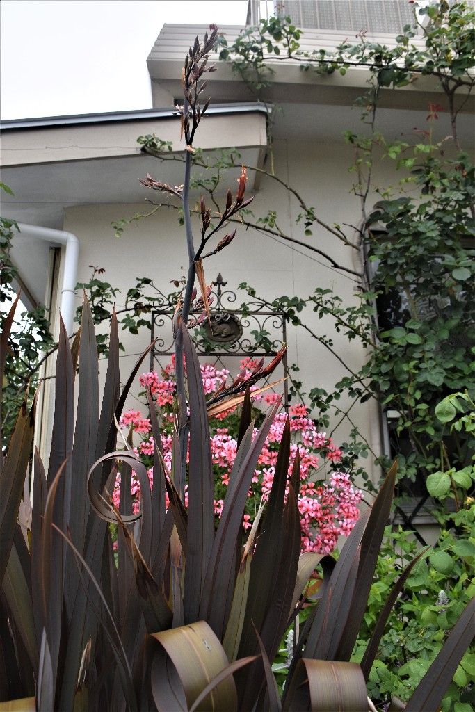 ５年ぶりにニューサイランに花 すみ子の小鳥が憩う手作りガーデン