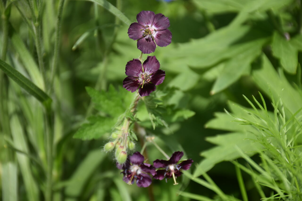 黒花フウロと丁子草とデルフィニュームの開花 すみ子の小鳥が憩う手作りガーデン